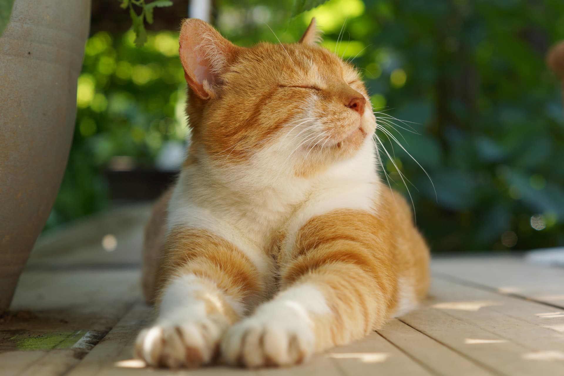 まとめと癒される猫画像