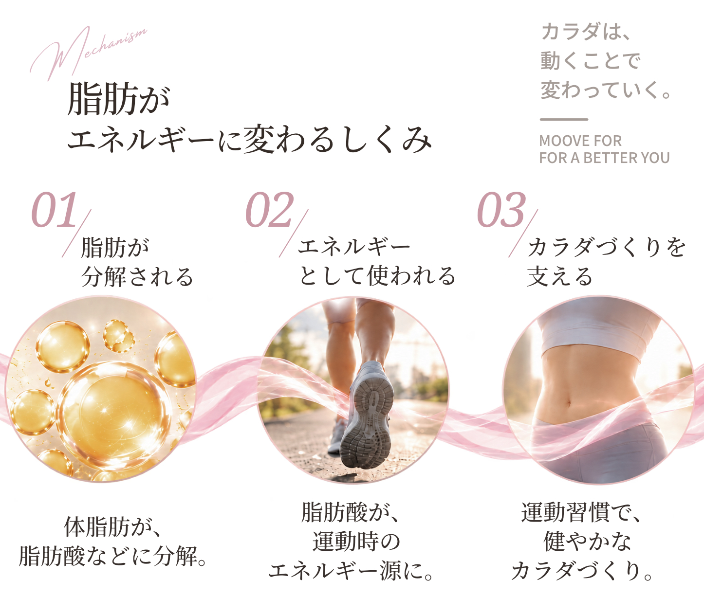 脂肪がエネルギーに変わるしくみ